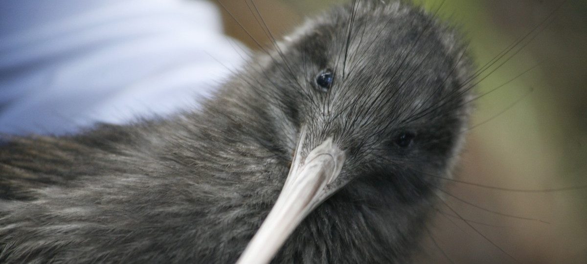 Kiwis für Kiwis: Neuseeländer bringen bedrohte Vögel in die Stadt