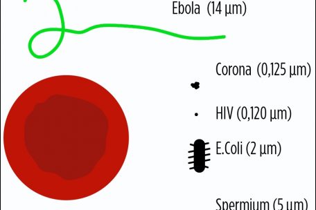 Im Vergleich zu einem roten Blutkörperchen ist das Coronavirus winzig