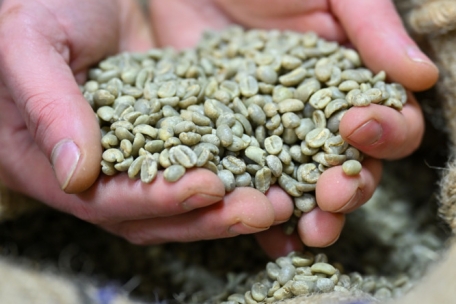 Kaffeebohnen sind grün, bevor sie geröstet werden und ihre typische hell- bis dunkelbraune Farbe bekommen